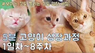 [생후 1일~8주] 아기 고양이의 신체적 변화는? 5분 압축 고양이 성장과정!