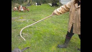 How we use a shepherd's hook with our goats