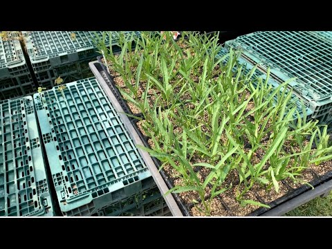 空芯菜 エンサイ 栽培植え方 6 8 Youtube