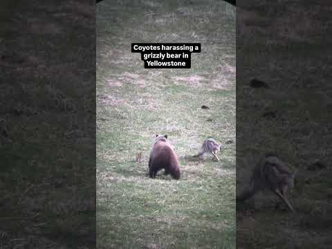 Coyotes harassing a grizzly bear in Yellowstone