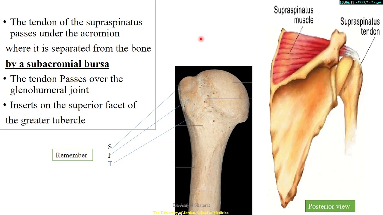 Scapular Y View Anatomy
