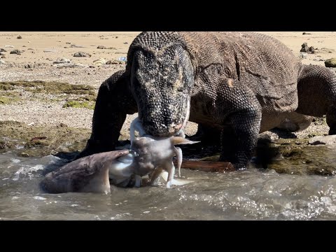 Komodo Tries to Swallow Rock Squid [Cuttlefish Squid] - YouTube