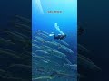 Koh Tao Scuba Diving: Don’t Miss THIS Epic Dive Site! 🐠🌊 (Underwater Paradise!