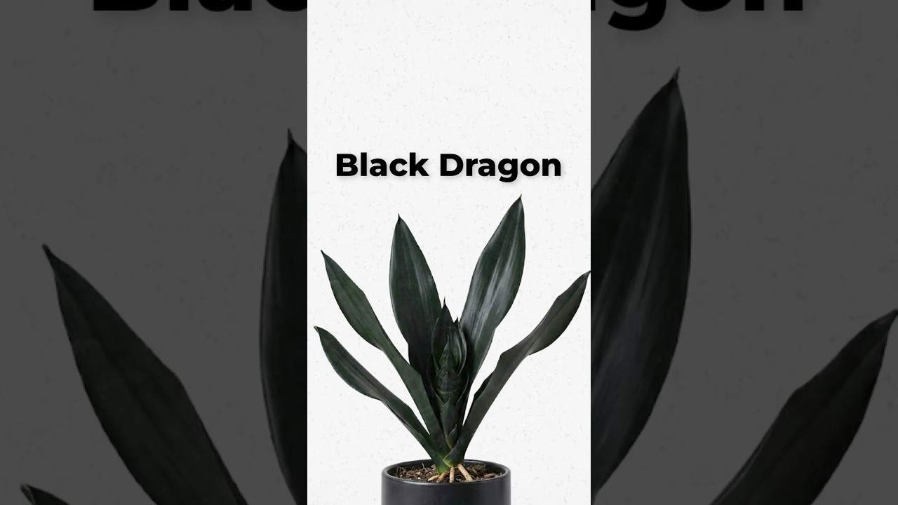 black dragon snake plant explained