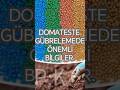 DOMATESTE GÜBRELEMEDE ÖNEMLİ BİLGİLER.#domates #sera #agromk #tarım #çiftçilik