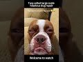 #funny #lovegoldens #funnyanimal #pets #cutegolden #funnydog #funnypet #viral