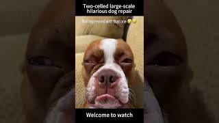 #funny #lovegoldens #funnyanimal #pets #cutegolden #funnydog #funnypet #viral