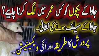 When & How To Separate Java Chicks from Parents | Signs & Age | Urdu/Hindi | Lodhi Birds Wealth