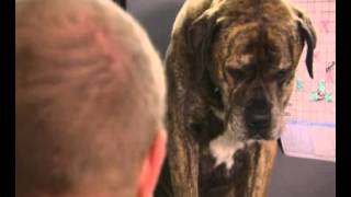 OKI Dog TV Advert