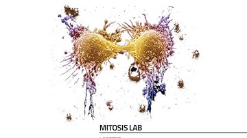 Labster Virtual Lab: Mitosis Simulation