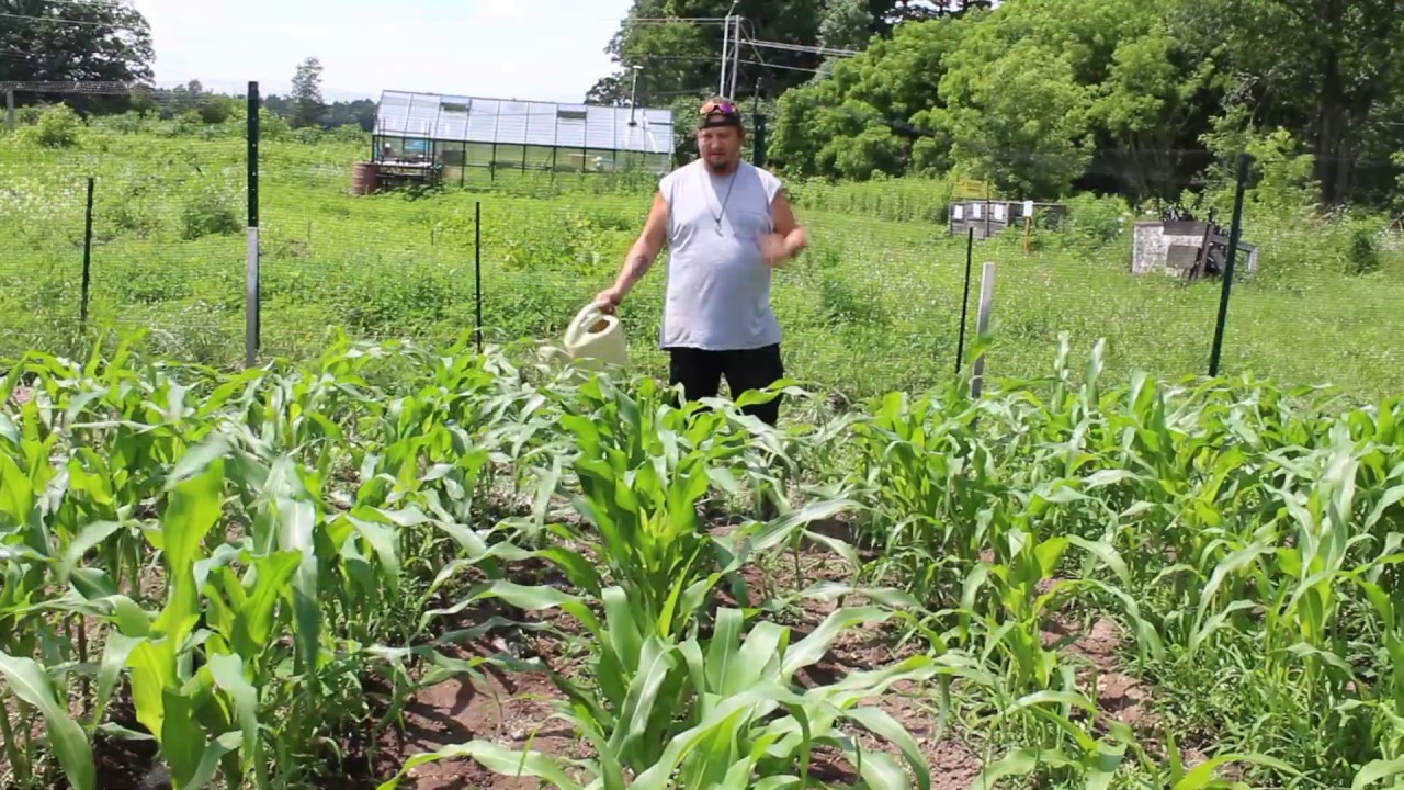 Adam's Corn(er) - Episode 3 Part 2