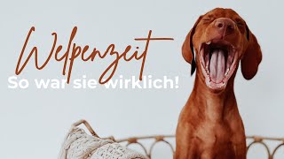 Welpenzeit 🐕+🧟=😱I So war es WIRKLICH mit unserem Welpen I Magyar Vizsla I Beißhemmung, Frust,Zahnen