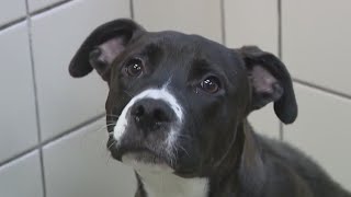 Galveston Island Humane Society desperately needs people to adopt