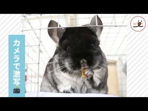 チンチラさんのお食事を激写すると…📸✨可愛すぎる反応 💕【PECO TV】