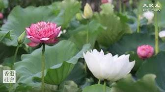 太陽花節 Youtube