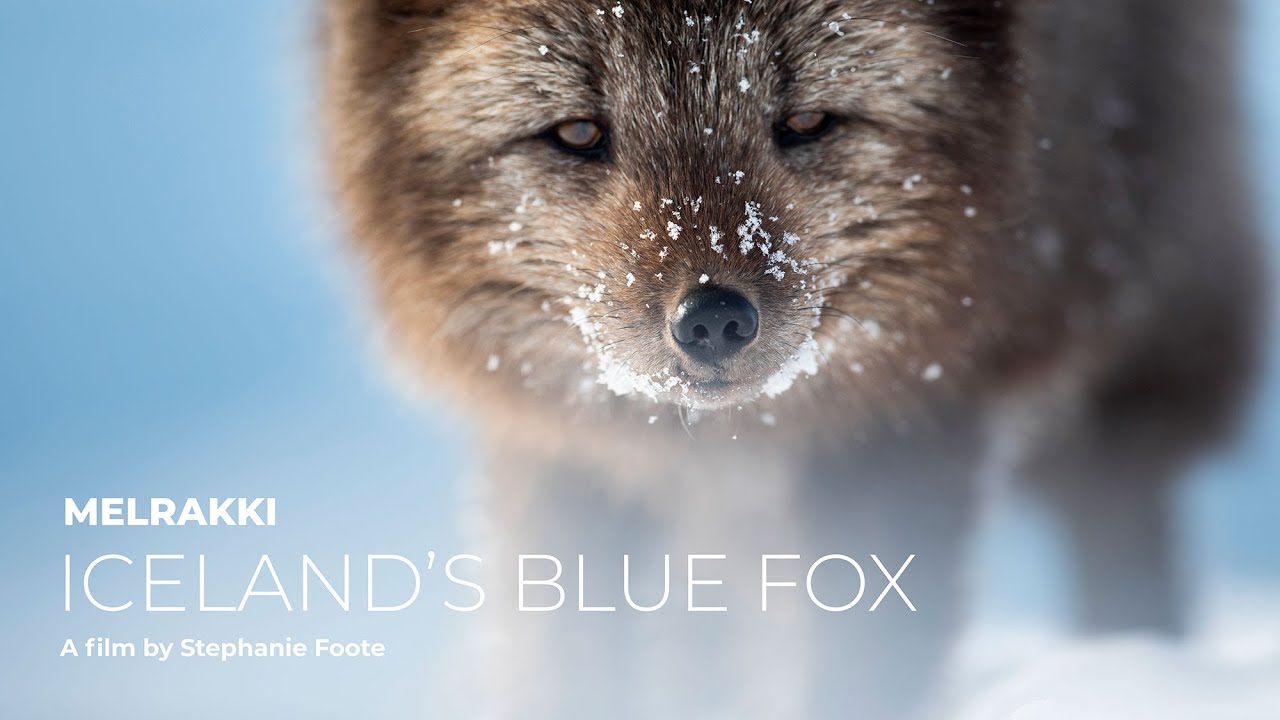 Melrakki Iceland's Blue Arctic Fox YouTube