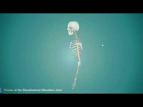 Анатомия с АВ. Классификация соединений костей.