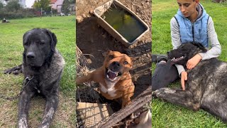 Funny Dogs Compilation 🤣😂🤣😅 #308 (Kennel Dogs Reaction Videos)!!! #cute #animals #dog #kennel by Doggy Lands 1 view 11 months ago 2 minutes, 7 seconds