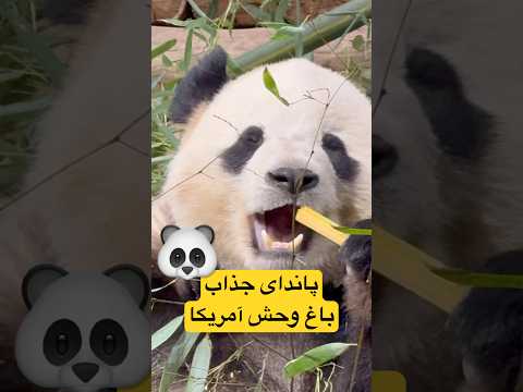 خرس پاندا حیون محبوب باغ وحش امریکا واشینگتن دی سی