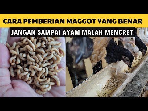 Ternak Ayam Pake Maggot