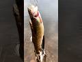 Trout for supper? #troutfishing #catchandcook #fishing #trout #brooktrout #nature #outdoors #lure