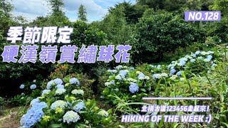 新北五股｜觀音山風景區｜硬漢嶺賞繡球花｜季節限定￼￼｜北橫古道123456段連走｜硬漢嶺步道