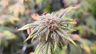 Day 46 of flower. Only flushing water at this time until harvest.