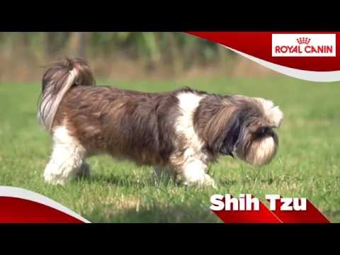 Video: Shih Tzu-hondenras Hypoallergeen, Gezondheid En Levensduur