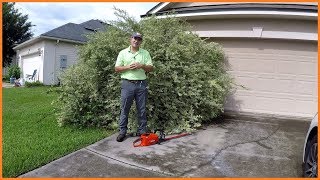 This Shrub Is So Big They Can't Use The Garage | ECHO 58V Hedge Trimmer ABUSED