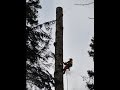 BIG Old Growth Tree Topping