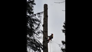 BIG Old Growth Tree Topping