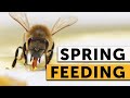 How to Feed Your Bees Sugar Syrup in Spring | Syrup Recipe, Directions, & When to Start & Stop