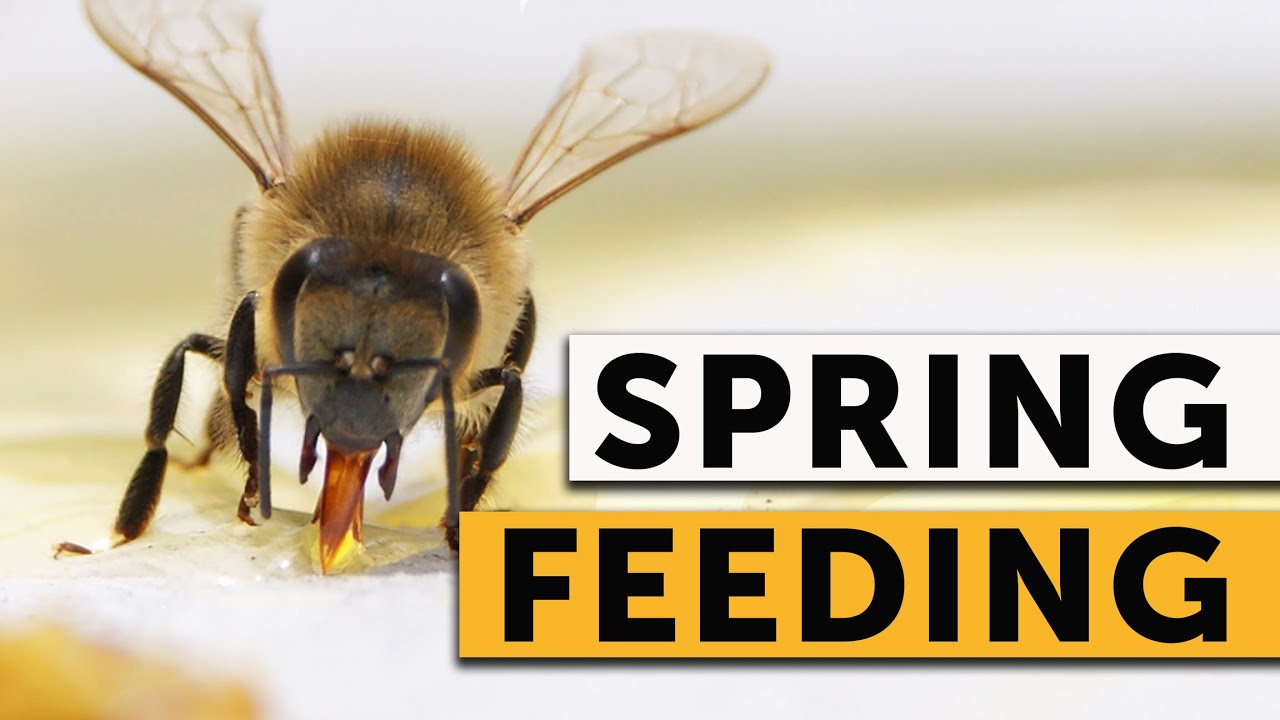 SPRING FEEDING FOR BEES: A step-by-step guide
