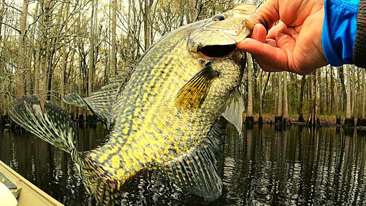 Crappie fishing for spawning Crappie'