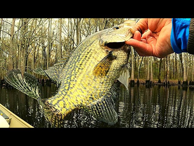 Crappie fishing for spawning Crappie' 