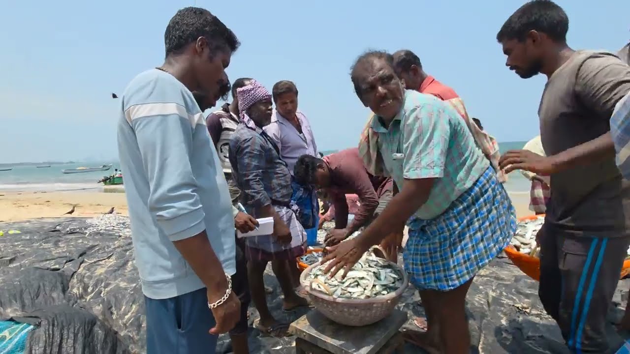 சாலை மீன் ஒரு கிலோ 155₹  மீன்களுக்கு பயங்கரமான விலை   #Thoothukudimeenavan