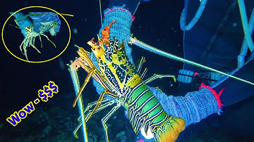 Lặn Biển Trường Sa Bắt Tôm Hùm Mực Nang Cực Kỳ Hấp Dẫn - Kiếm Tiền Triệu