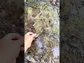 #animalvideos #fishing