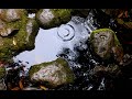 “Thunderstorm on the Blue Ridge Parkway”: The Sounds of Rain and Thunder | Relaxing Nature Sounds