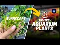 Top 8 Low-Tech Aquarium Plants for Beginners | Bunnycart Unboxing &amp; Easy Tank Guide