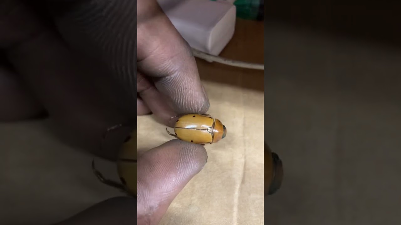 The spotted grapevine beetle