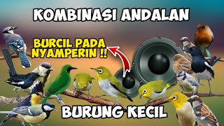 SUARA PIKAT BURUNG KECIL PALING AMPUH | MP3 KOMBINASI BURCIL RIBUT