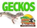 GECKOS: GUIA EXPRES