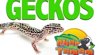 GECKOS: GUIA EXPRES