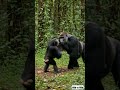 Chimpanzee vs Gorilla!!! Epic fight.