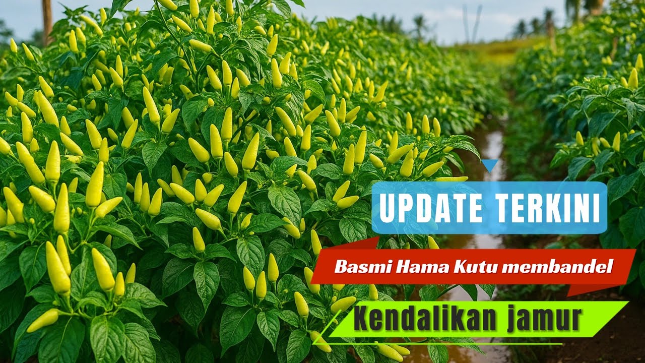 UPDATE TERKINI..PENYEMPROTAN HAMA KERITING DAUN YANG SUDAH KEBAL DAN PENGENDALIAN JAMUR MUSIM HUJAN.