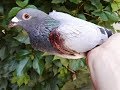 A gladiator pigeon, arrived from 400 km shot in wing.