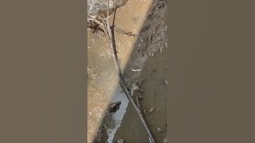 Cá thòi lòi- Cá leo cây