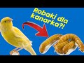 CZY KANARKI MOGĄ JEŚĆ ROBAKI? - Poradnik na temat kanarków #24