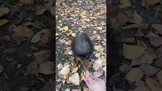 Бельчонок цвета шоколад 🍫🐿️ #squirrel #белка #бельчонок